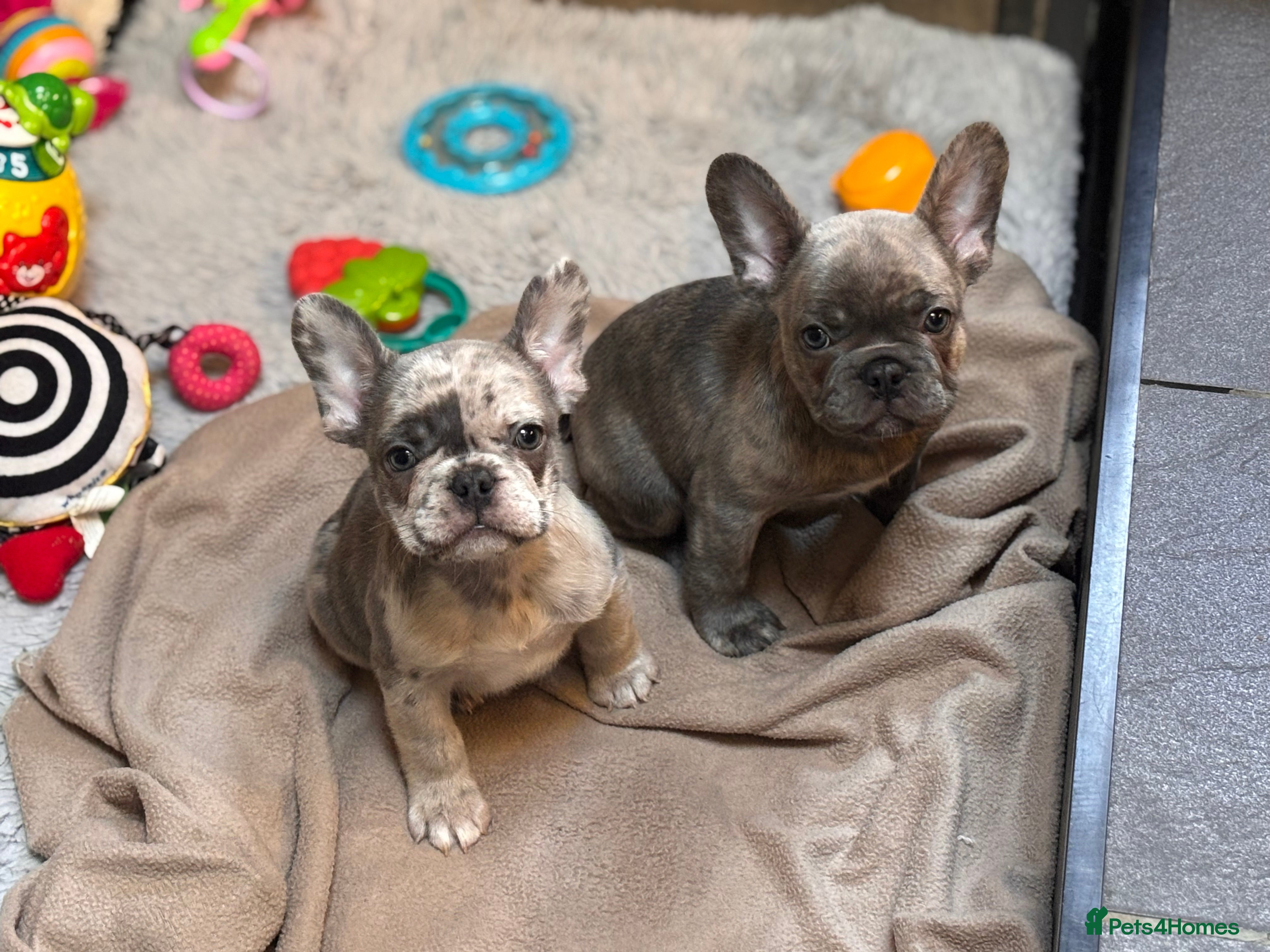French Bulldog dogs ✨Last 2 boys reduced ✨ - Advert 4