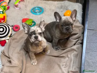 French Bulldog dogs ✨Last 2 boys reduced ✨ - Advert 4