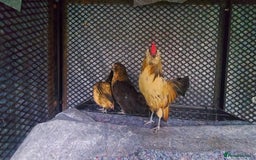 Chickens poultry for sale: female Barbu D'Anver Belgium Bantam chickens  - Image 4