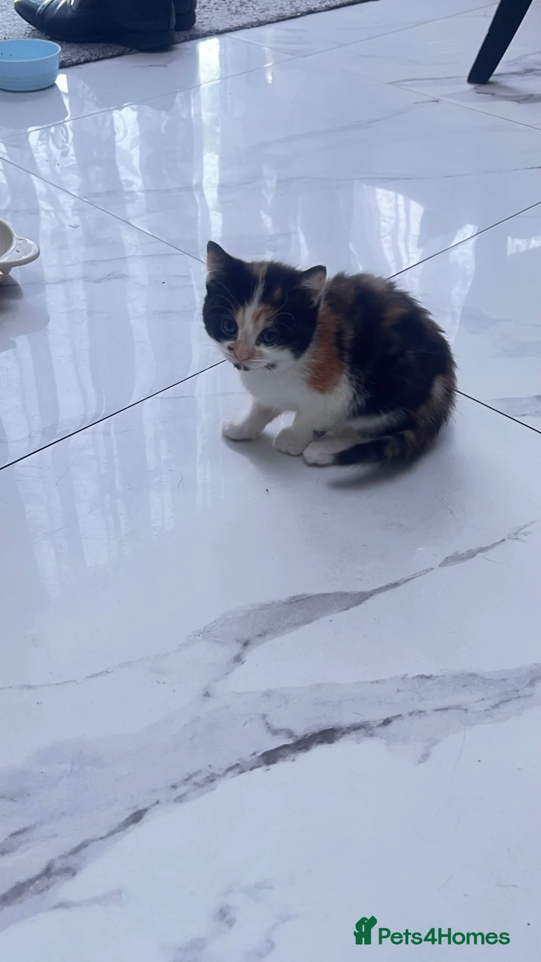 British Longhair cats for sale: Small kitten available now london Edmonton  - Advert 2