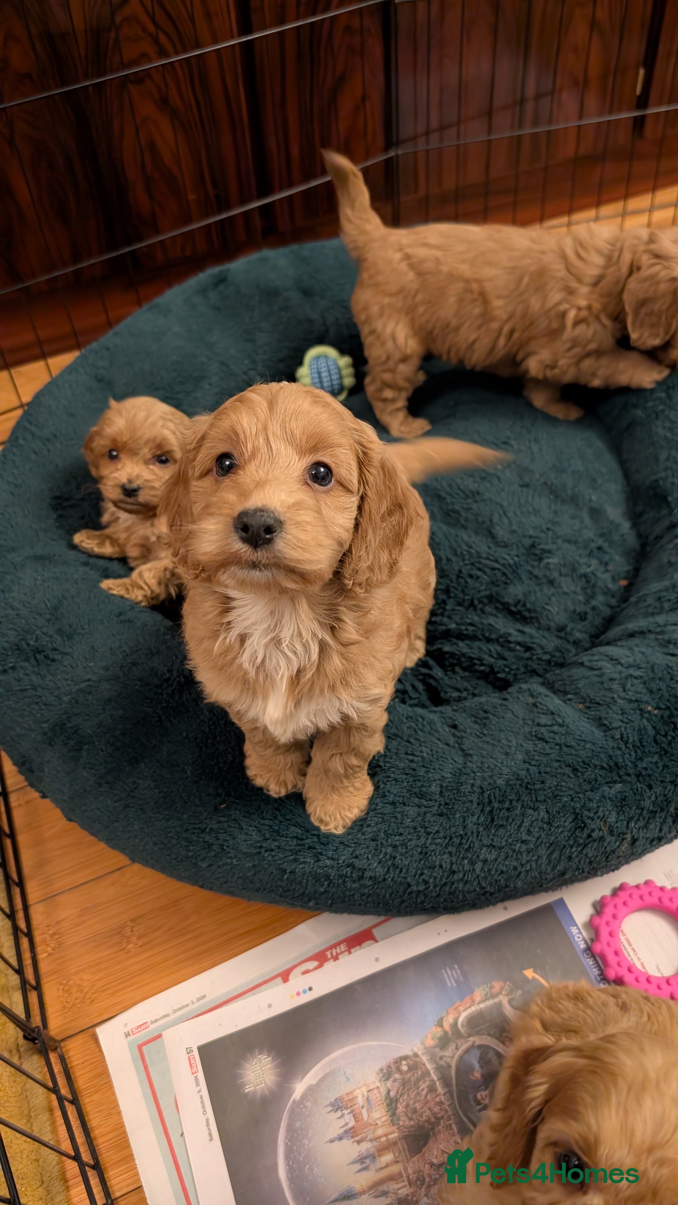 Cockapoo dogs Stunning F1 Toy Show Cockapoo Puppies  - Advert 6