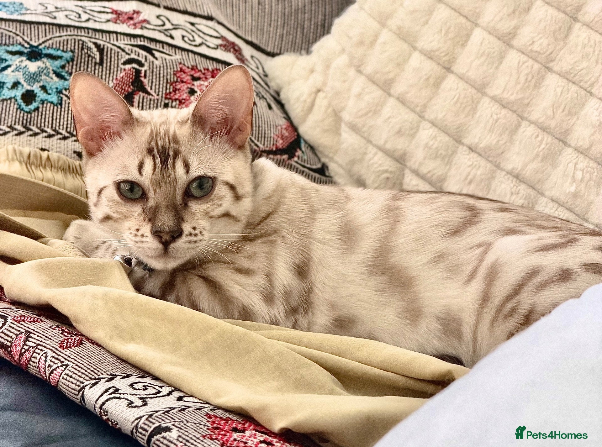 Bengal cats Light Mink - Advert 5