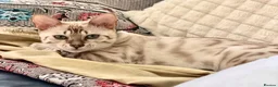 Bengal cats for sale: Light Mink in London - Advert 1