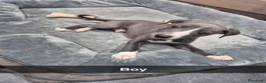 Whippet Puppy 3