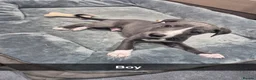 Whippet dogs for sale: Fantastic Pedigree Quality Whippets - Advert 5