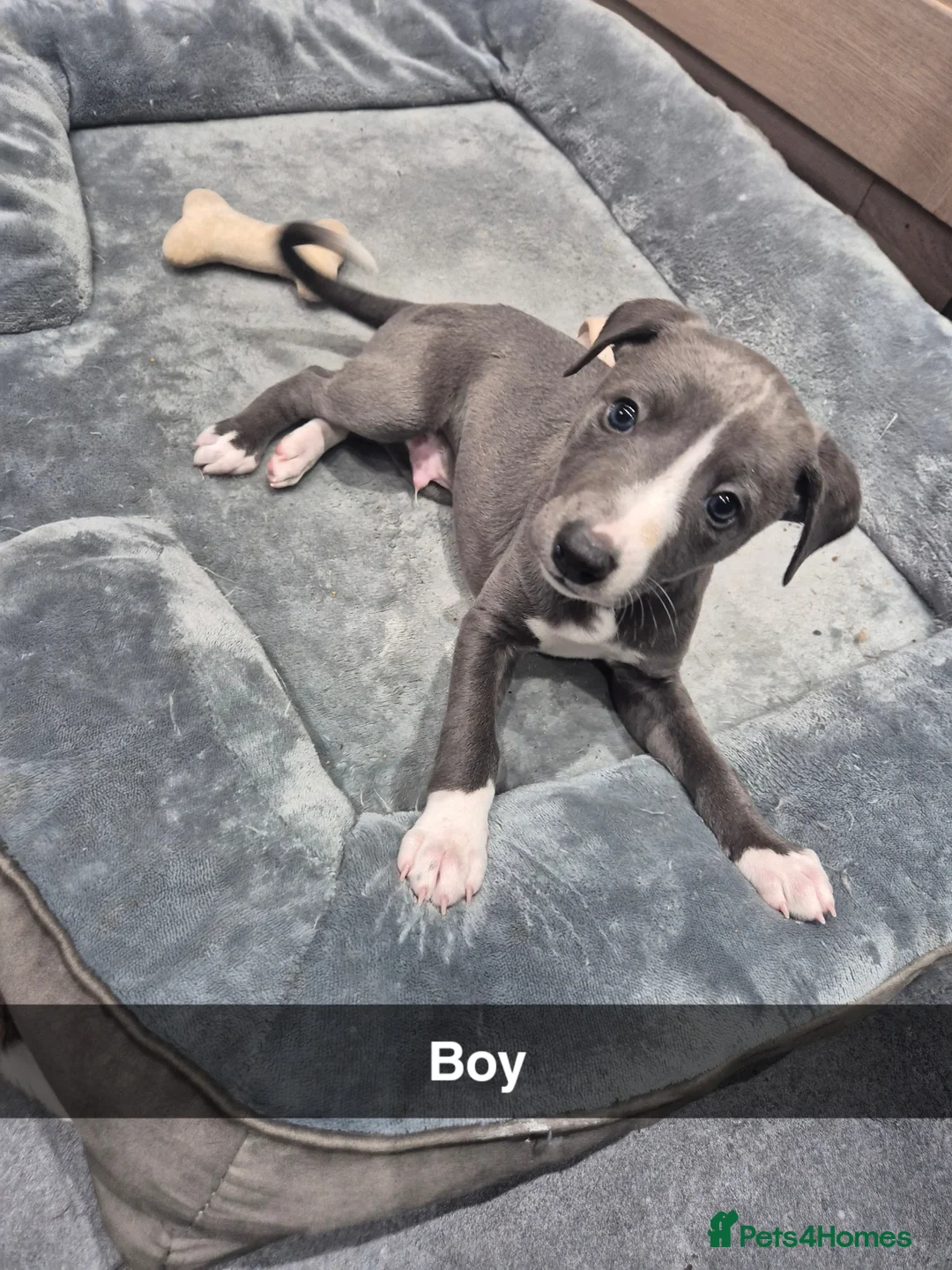 Whippet dogs for sale: Fantastic Pedigree Quality Whippets - Advert 5