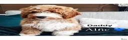 Labradoodle dogs for sale: 🐾 Labradoodle Puppies – Boys & Girls Available 🐾 - Advert 2