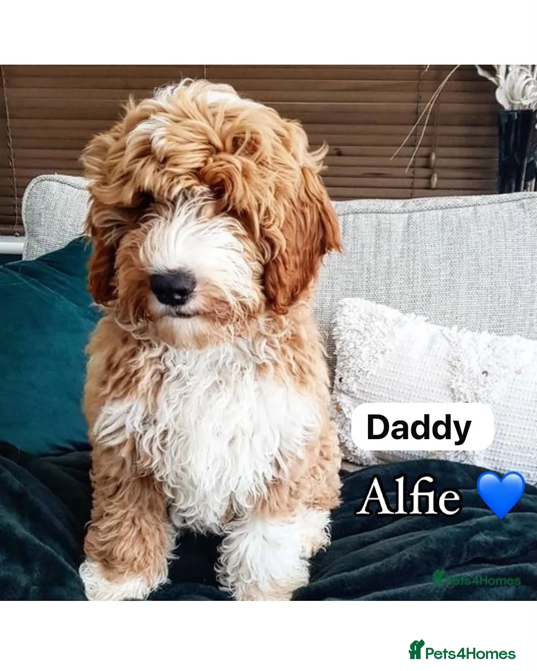 Labradoodle dogs for sale: 🐾 Labradoodle Puppies – Boys & Girls Available 🐾 - Advert 2
