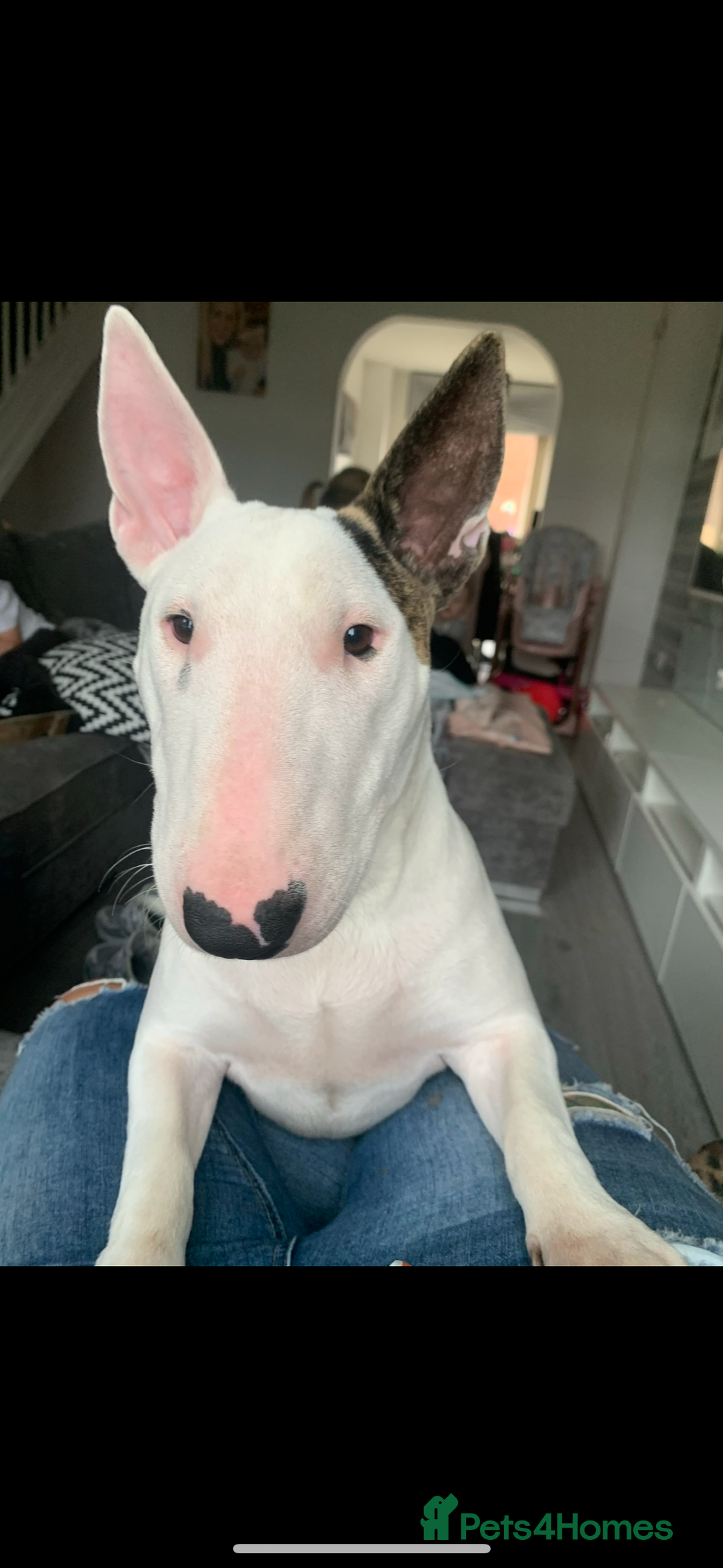 English Bull Terrier dogs for sale: ⭐️Ready Now ⭐️KC Champion EBT Pups ⭐️ - Advert 7