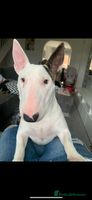 English Bull Terrier dogs KC Registered English Bull Terrier Pups - Advert 1