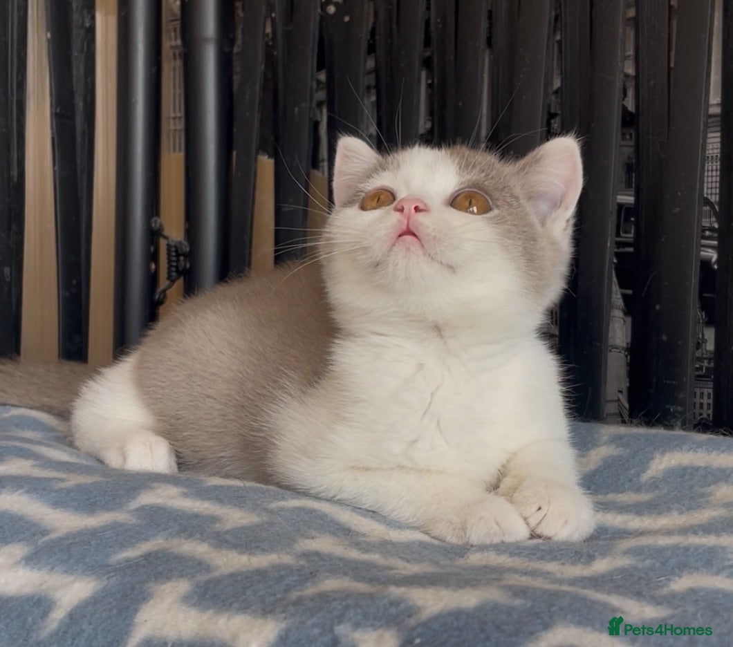 British Shorthair cats Beautiful BSH champion line two boys  - Advert 2