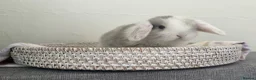 Mini Lop rabbits for sale: Baby Mini Lop's Ready To Leave 6th June in Birmingham - Advert 4