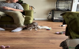Chihuahua dogs for sale: XS Chocolate and Tan wrapped in Cream Boy  - Image 7
