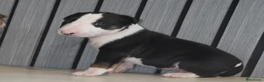 English Bull Terrier 5