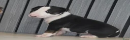 English Bull Terrier dogs for sale: 2 BOYS AVAILABLE KC REGISTERED  - Advert 7