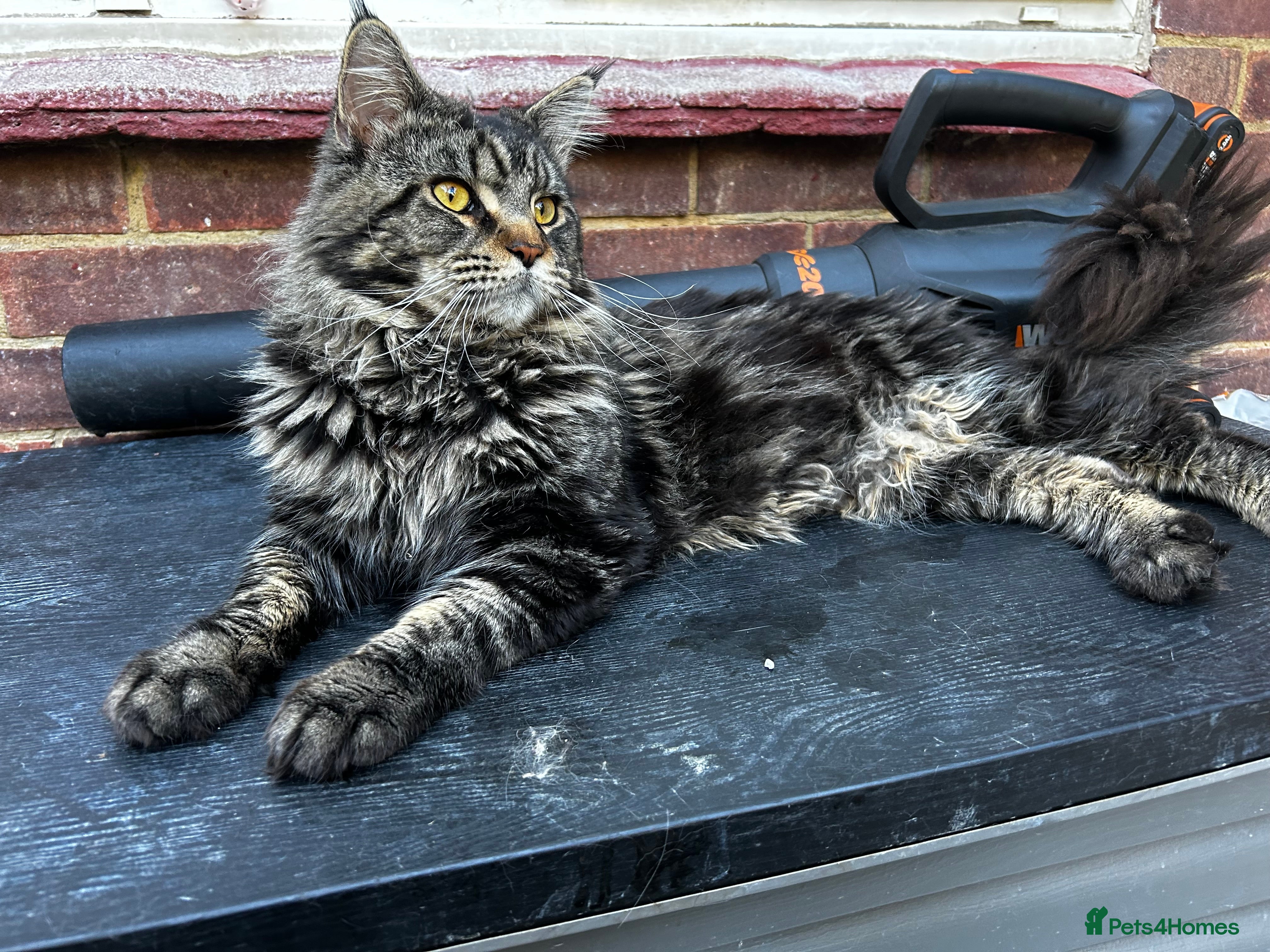 Maine Coon cats Tica Male Mainecoon stud  in Robertsbridge - Advert 3