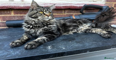 Maine Coon cats in Robertsbridge - Advert 2