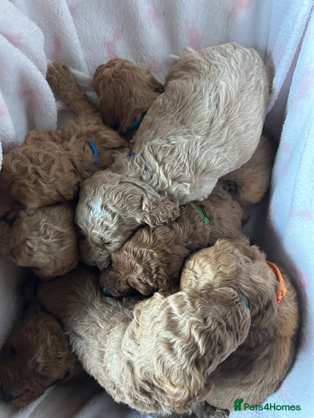 Cavapoo dogs for sale: Adventures of a curly cavapoo no further  - Advert 4