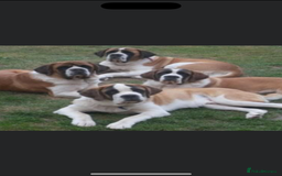 Saint Bernard dogs for sale: Smooth male puppy  - Image 6
