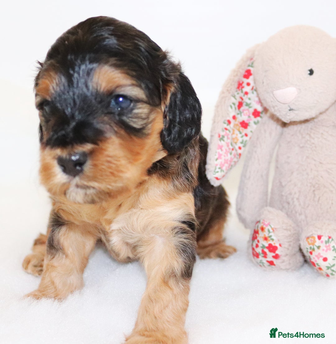 Cockapoo dogs for sale: Welcome to Cotswold Cavapoos and Cockapoos - Advert 8