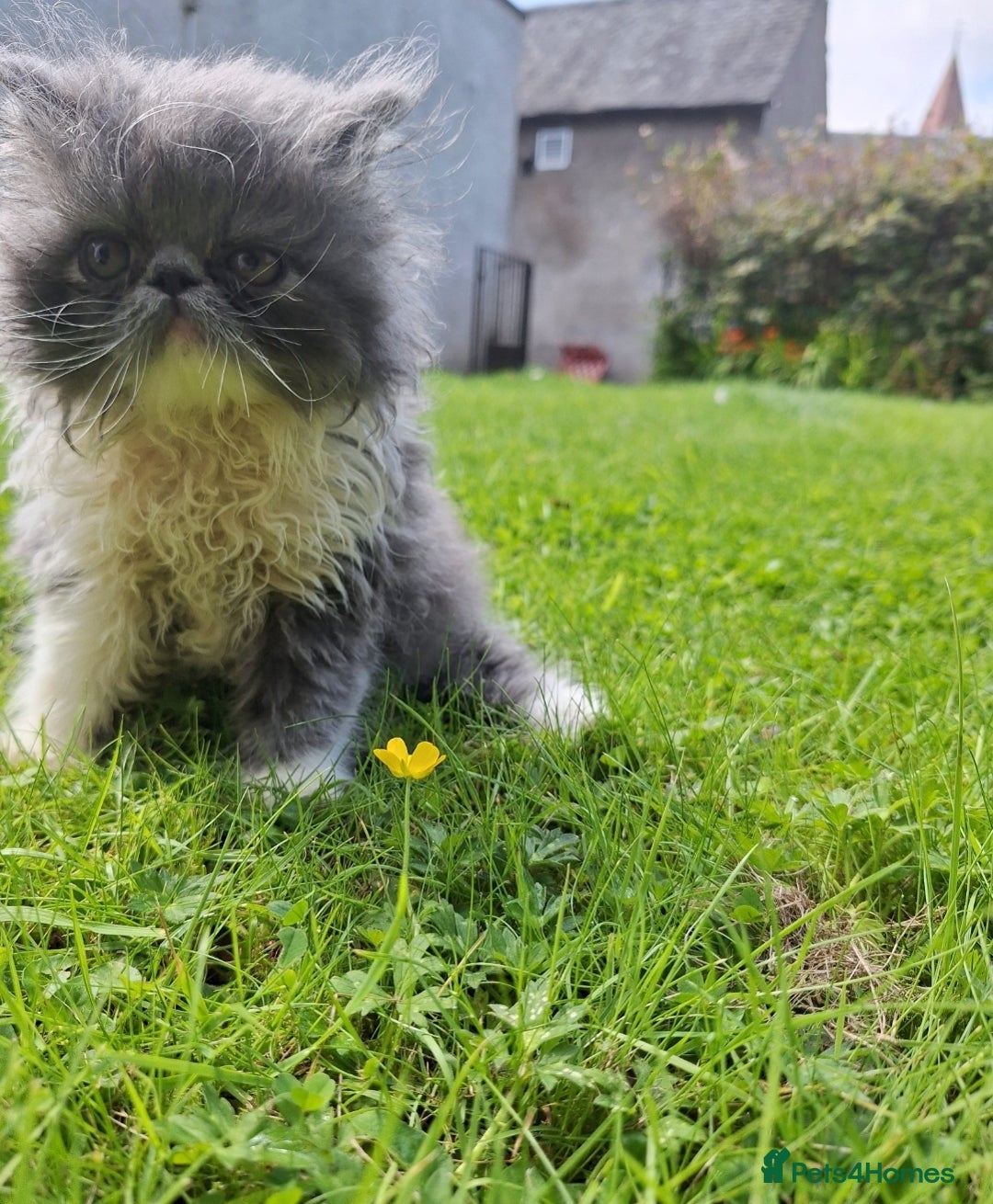 Persian cats for sale: Adorable Pure persian kitten  - Image 10