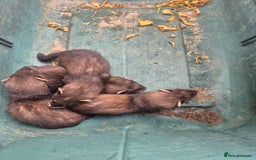Ferret rodents for sale: Eu polcat for sale  - Image 6