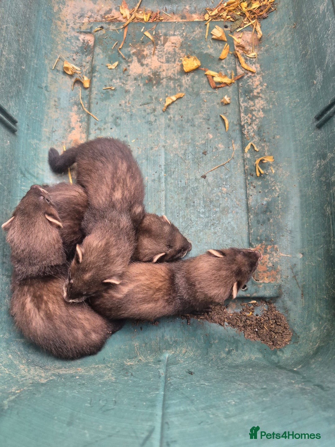 Ferret rodents for sale: Eu polcat for sale  - Image 6
