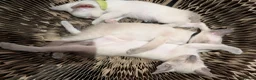 Siamese cats for sale: Beautiful Pure Siamese kittens - Advert 10