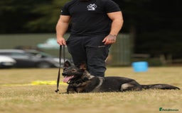 German Shepherd dogs for sale: 🧬Working Line German Shepherds, Full HealthTested - Image 5