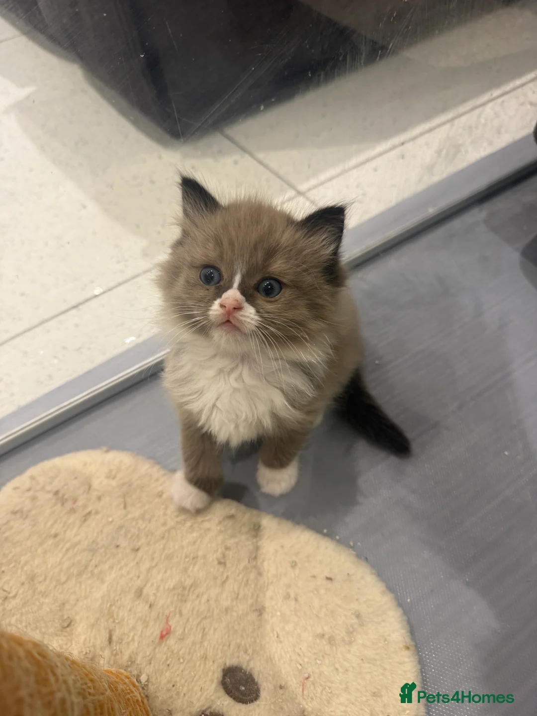 Ragdoll cats for sale: Full breed mink ragdoll kittens - Advert 9