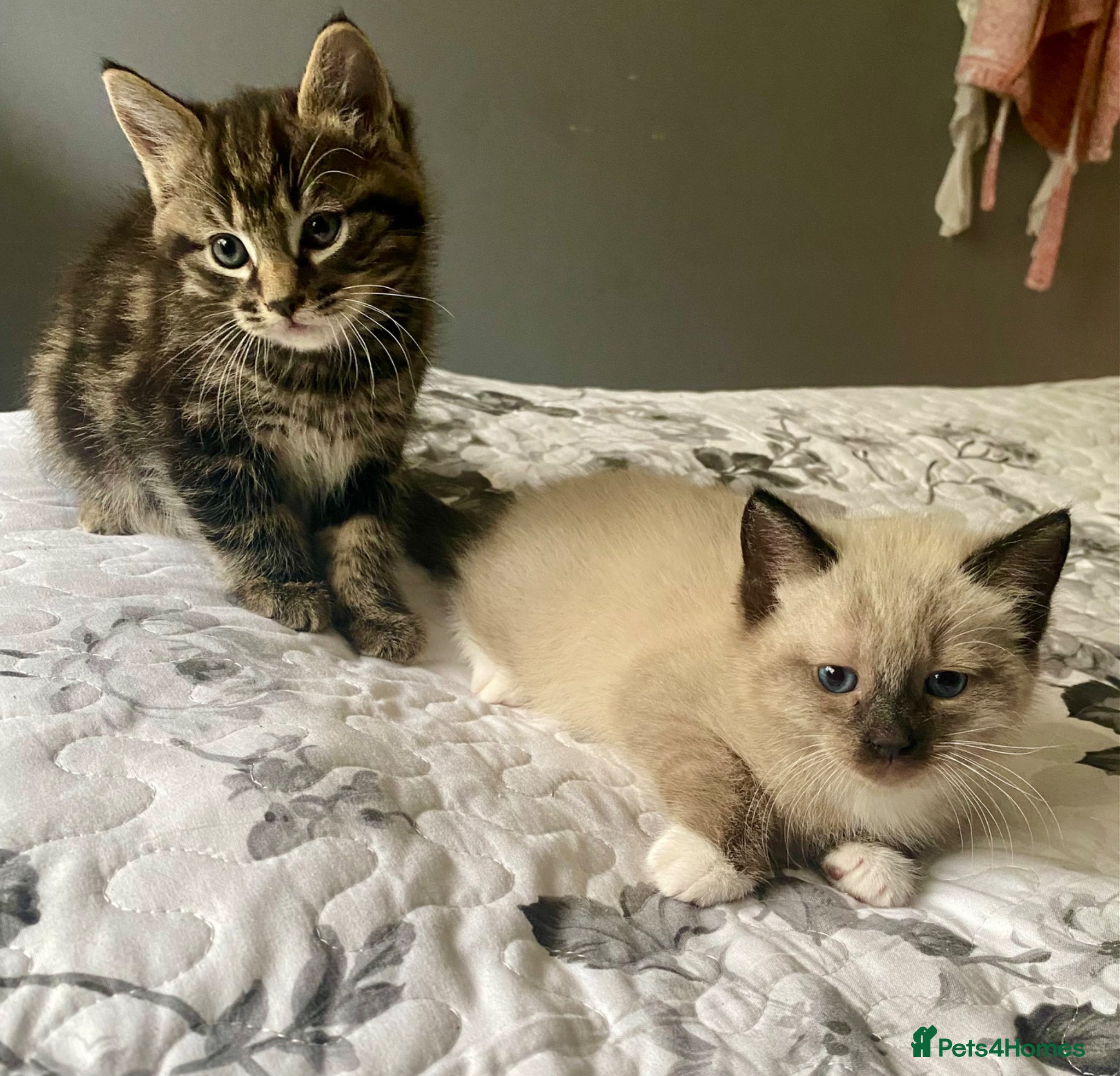 Mixed Breed cats Part ragdoll kittens - Advert 2