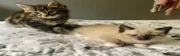 Mixed Breed cats for sale: Part ragdoll kittens - Advert 1