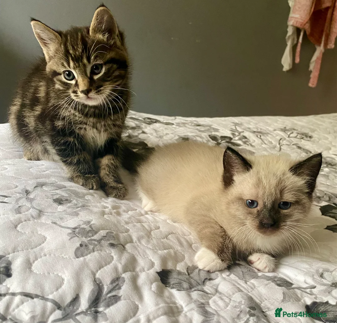 Mixed Breed cats for sale: Part ragdoll kittens - Advert 1
