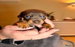 Mixed Breed dogs for sale: Miniature JackChi Puppy’s for sale.  - Image 8