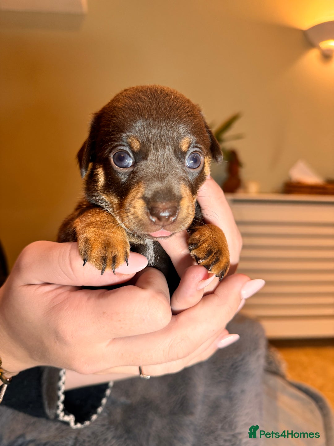 Mixed Breed dogs for sale: Miniature JackChi Puppy’s for sale.  - Image 8