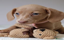 Miniature Dachshund dogs for sale: 🌟5StarsLicense+Holistic+KC+VetCheck+PRAClear - Image 32