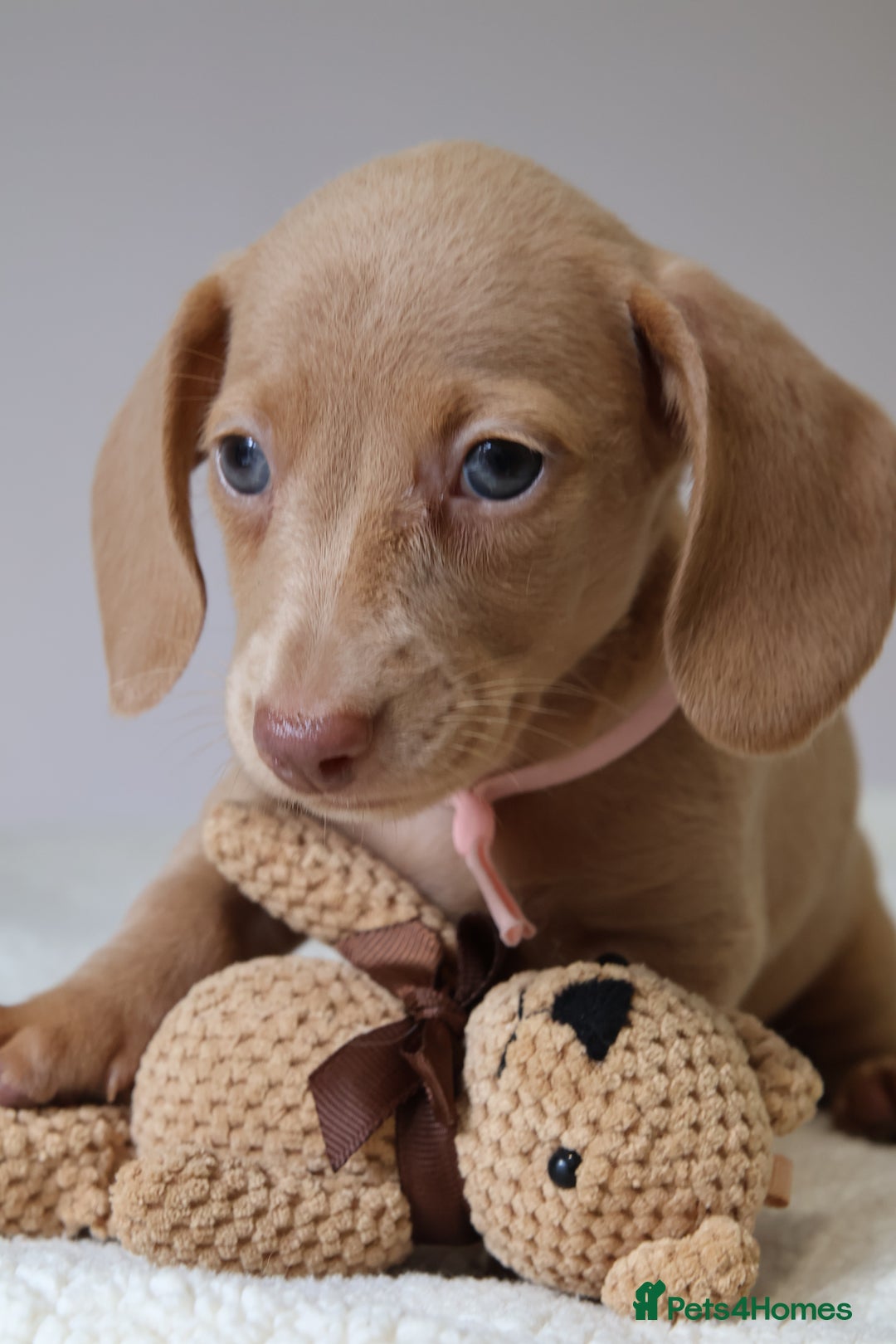 Miniature Dachshund dogs for sale: 🌟5StarsLicense+Holistic+KC+VetCheck+PRAClear - Image 32