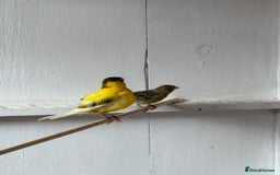 Canaries birds for sale: Canaries - Image 1