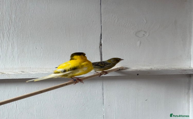 Canaries birds - Advert 2