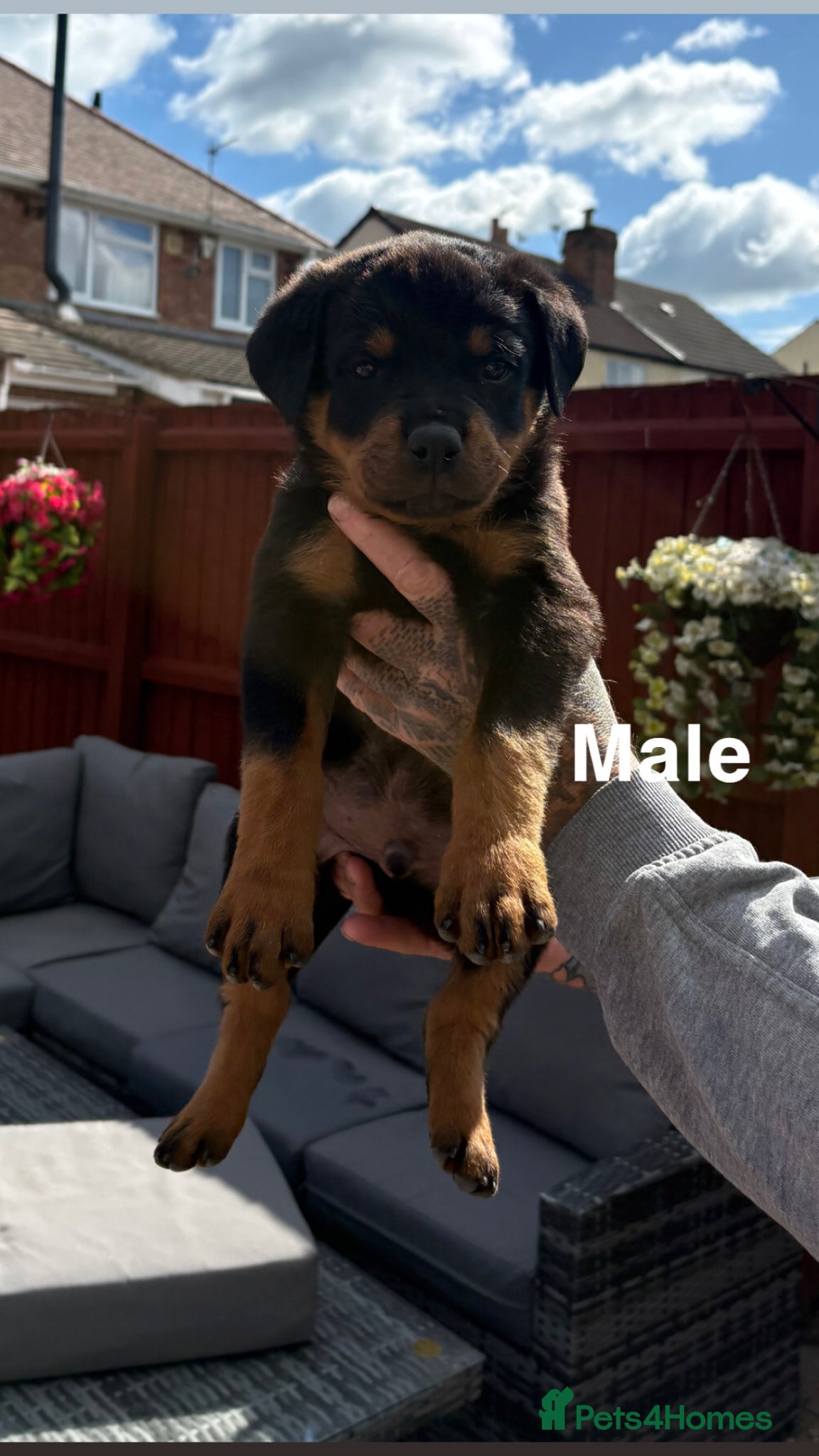 Rottweiler dogs 1 male and 1 female  available! * Ready to leave!* - Advert 7