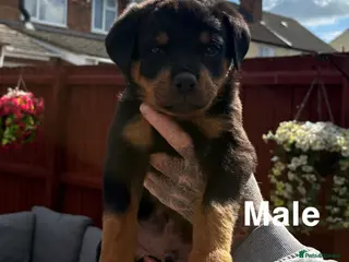 Rottweiler dogs 1 male and 1 female available! * Ready to leave!* - Advert 7