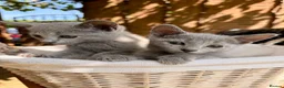 Russian Blue cats for sale: 🐾Champion Line TICA Russian Blue Kittens 🐾 - Advert 9