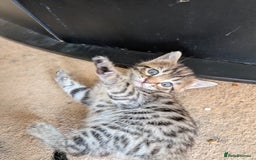 Bengal cats for sale: Female Bengal Kittens in Richmond - Image 5