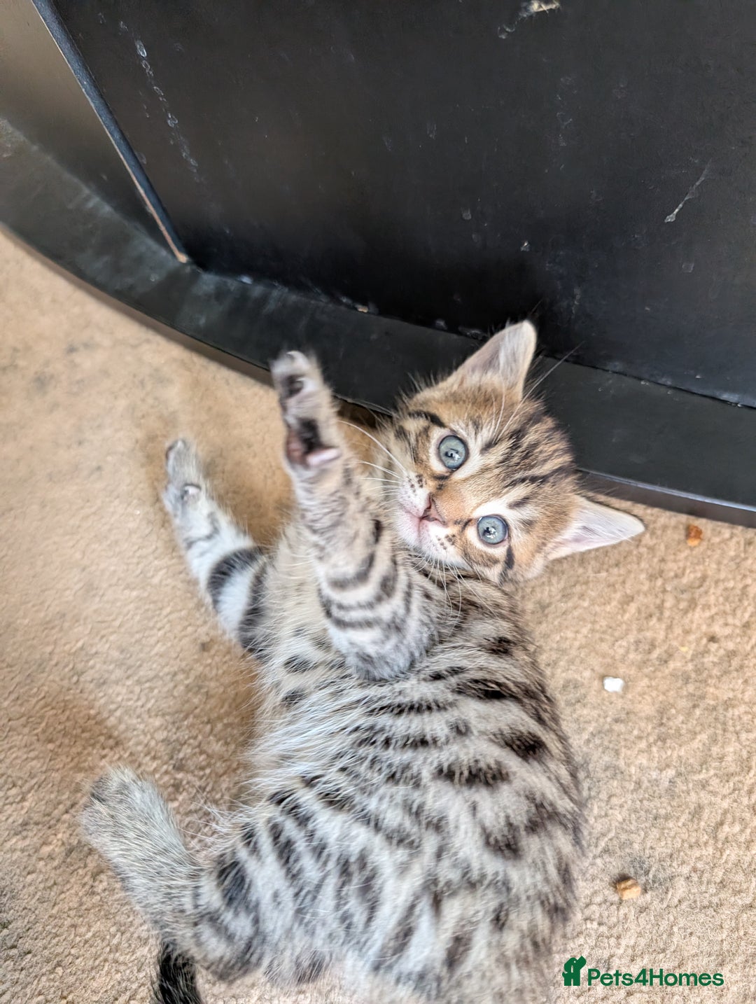 Bengal cats for sale: Female Bengal Kittens in Richmond - Image 5