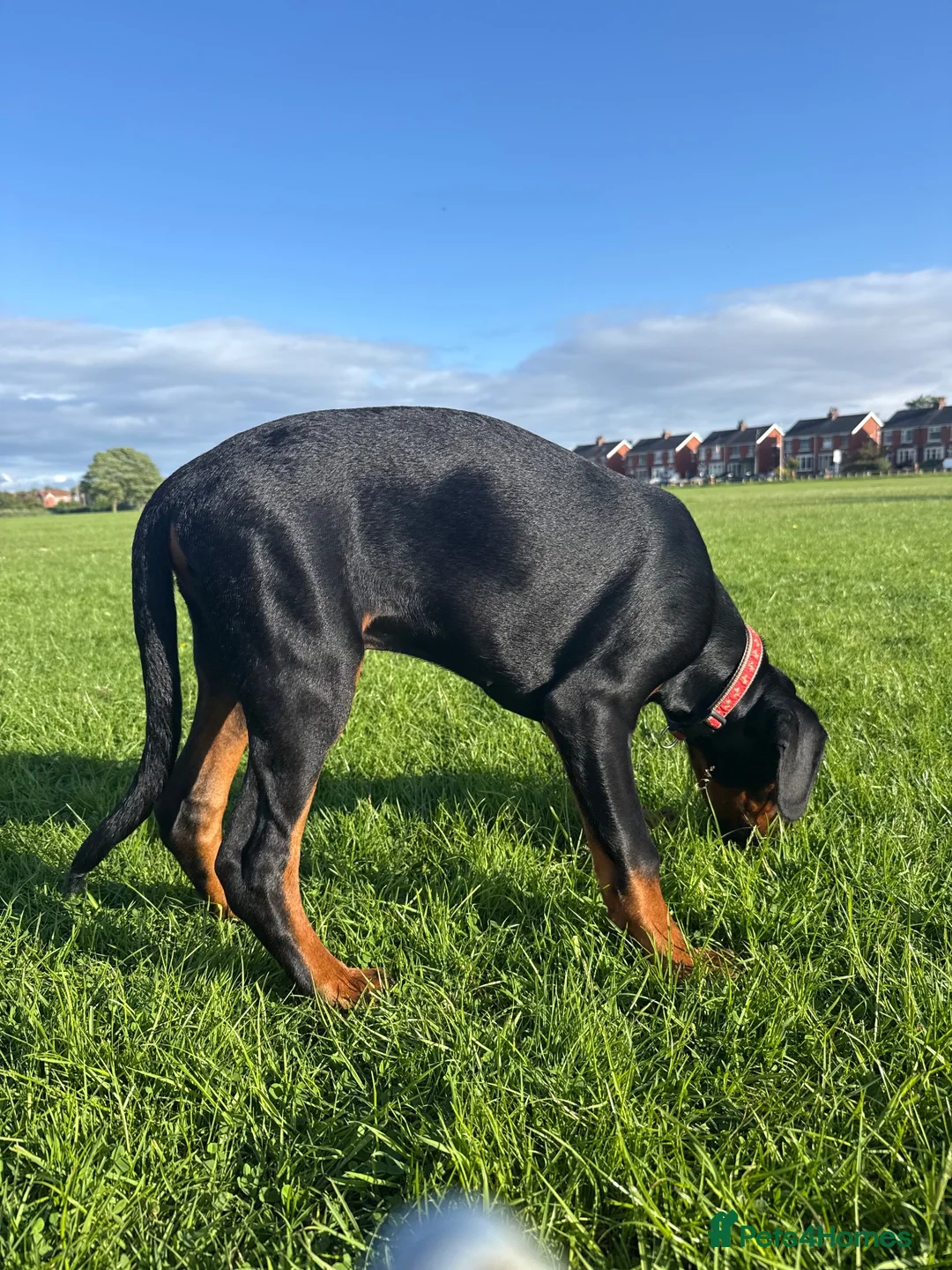 Dobermann dogs for sale: 6 month old Doberman in Blackpool - Advert 2