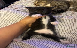 British Longhair cats for sale: 5 Adorable Kittens. Playful & Cute - Image 9