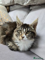 Maine Coon cats Registered Maine Coon kitten - Advert 3