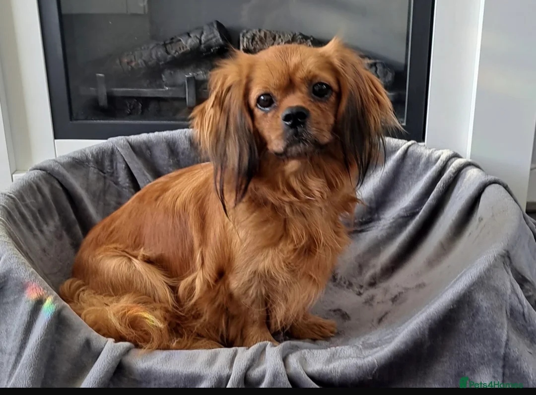 Cavalier King Charles Spaniel dogs for sale: Cavalier king charles  in Wigan - Advert 1