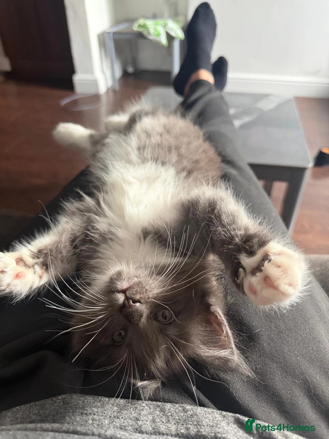 Maine Coon cats for sale: 2 beautiful Maine Coones left - Advert 2