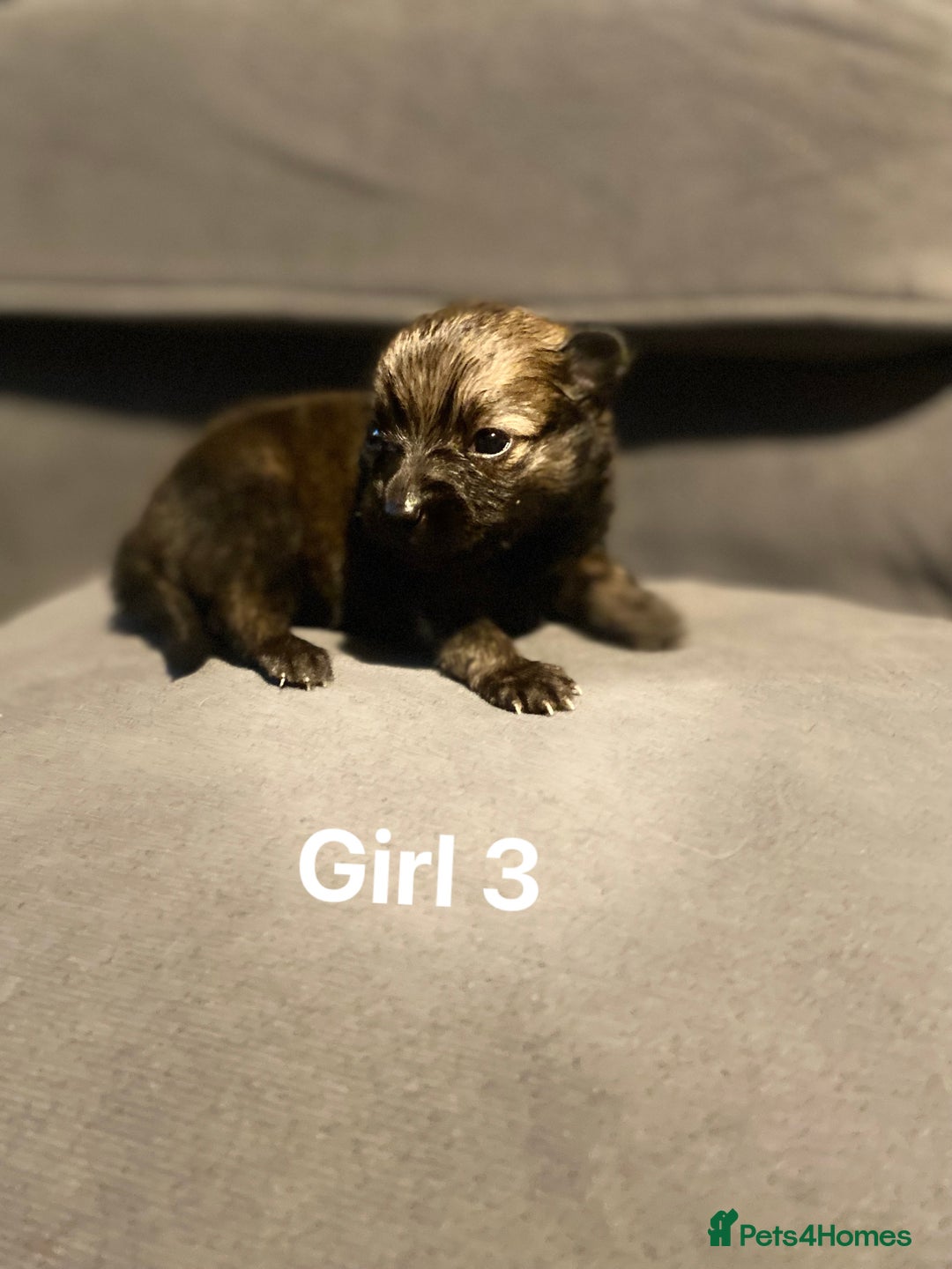 Pomeranian dogs for sale: Pomeranian pups available  - Image 7
